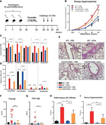 TGF-β1 Drives Inflammatory Th Cell But Not Treg Cell Compartment Upon Allergen Exposure